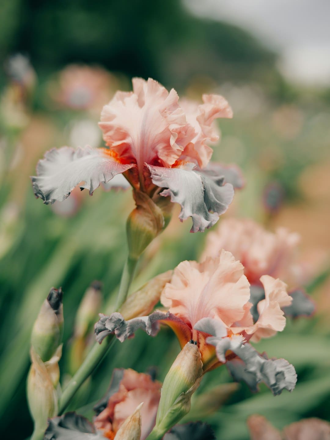 苹果封闭iOS 18.6.1及更早版别验证通道，晋级后无法降级